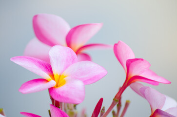 Lovely pink Plumeria flowers in close up at a botanical garden.