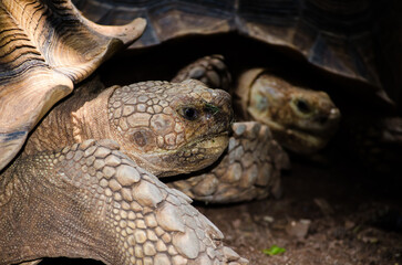 Animal portrait of sulcata tortoise in close-up.