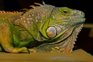 Green iguana basking in the sun