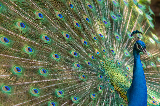 Male peacock with gorgeous feathers