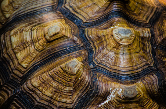 Abstract brown pattern of sulcata tortoise shell in close up.