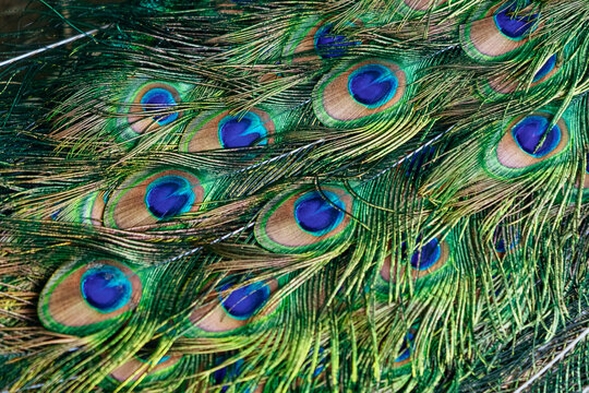 Male peacock with gorgeous feathers