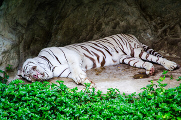 Fototapeta premium Cute sleeping white tiger near green tree.