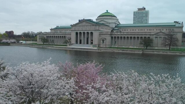 Jackson Park Blossoms