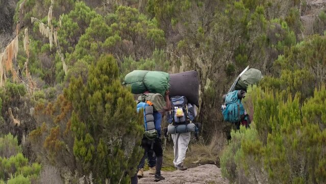 Kilimanjaro. Porters carry heavy equipment on their heads through the Afro-Alpine moorlands. Porters carry suitcases to the Shira camp during the trek to Mount Kilimanjaro.