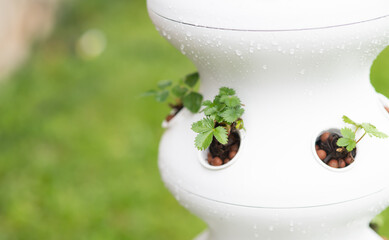 Strawberry plant growing in hydroponic tower, outdoor organic hydroponic system. - obrazy, fototapety, plakaty