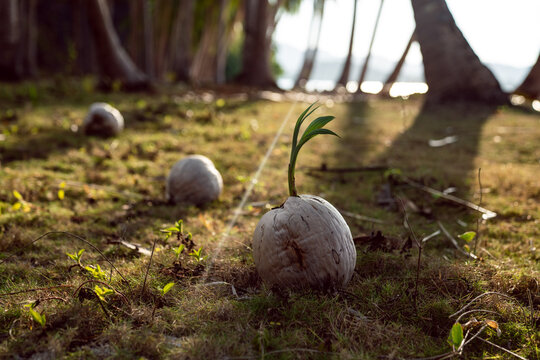 A coconut sprout pushing through hard shell 