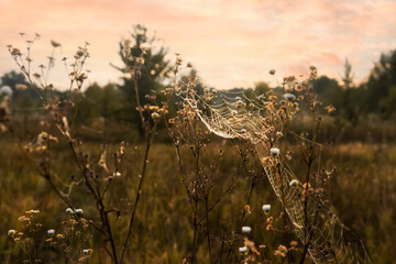 Cobweb in dew on flowers and grass in the early morning. Freshness of the morning meadow. selective...