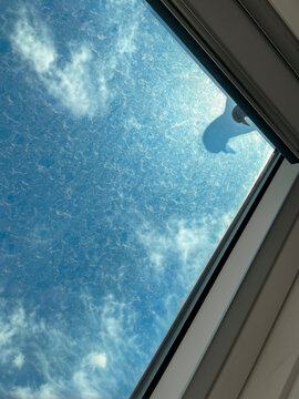 Pigeon at window
