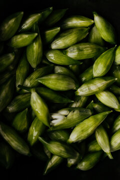 Picked wild garlic buds and flowers