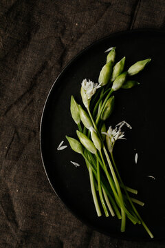 Picked wild garlic buds and flowers