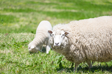 草原の羊の親子
