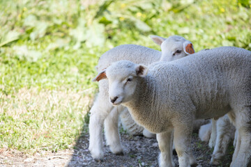 日陰で休む子羊