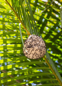 Bee  Beehive in Jungle Costa Rica Rainforest