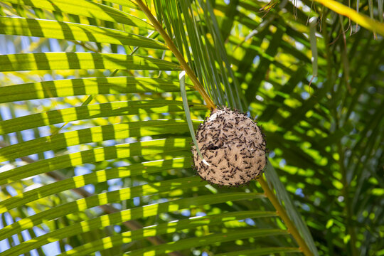 Bee Nest Beehive in Jungle Costa Rica Rainforest