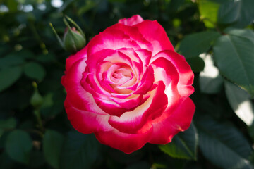 ジュビレ ドゥ プリンス ドゥ モナコ