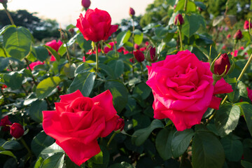 バラ園の赤いバラの花