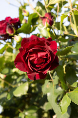 夕方のバラ園の真紅のバラ