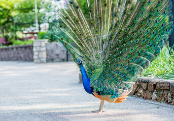 Peacock bird at the Zoo, beautiful feathers, peacock colorful background © Daria
