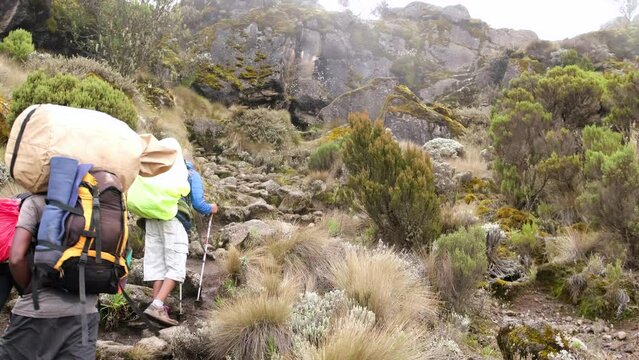 Kilimanjaro. Africa. A tourist climbs to the Shira camp with a guide through Afro-Alpine moorlands and grasslands. Rear view of a girl during a hike in the mountains.