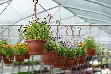 Blooming season in greenhouse with rows of flowers in blossom and pots with plants hang on racks. Growing greenery for indoor and outdoor decoration. Gardening industry and hothouse business concept
