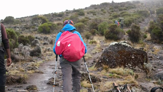 Back view tourists with backpacks walk through the wasteland between bushes and stones on the way to the Lava Tower camp while climbing Mount Kilimanjaro