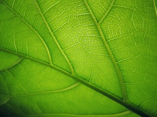 Fototapeta na wymiar Leaf close up pattern texture