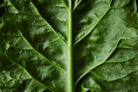 Fototapeta Leaf sorrel