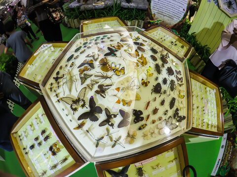 BANGKOK, THAILAND. – On May 09, 2018 - A Butterflies And Insects Taxidermy In A Hexagon Glass Box Displaying At A Entomology Exhibition.