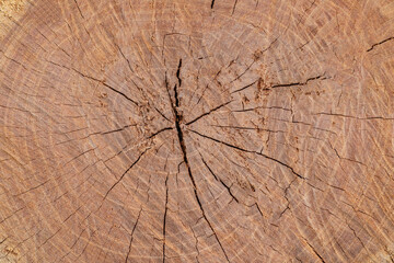 wood of the trunk cut. Wood texture.