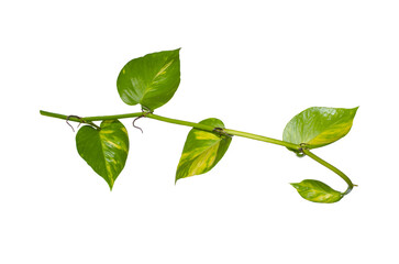 Australian native monstera or centipede tongavine leaves single long branch isolated on white background.