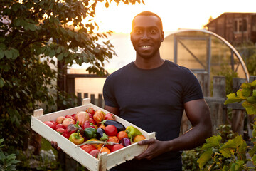 Male farmer carrying wooden box  harvest