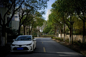 cars on the road with trees