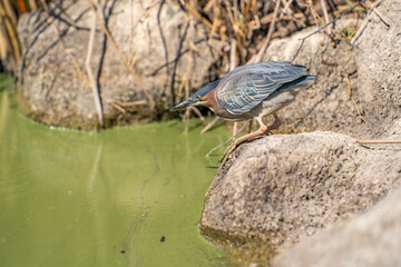 Green heron (Butorides striatus) stands on the shore of the lake and fishes.