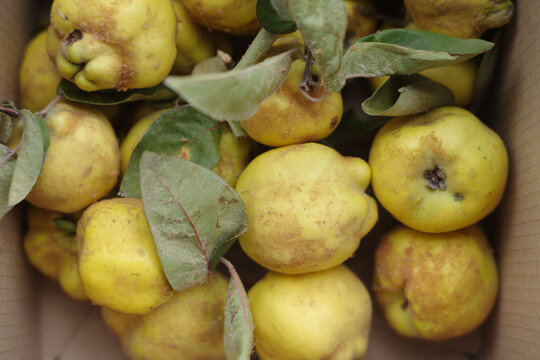Box of Quince Fruits