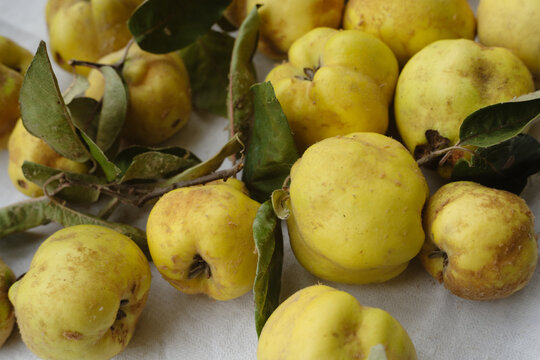 Quince fruits