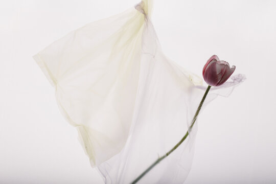 Plastic bag and a tulip