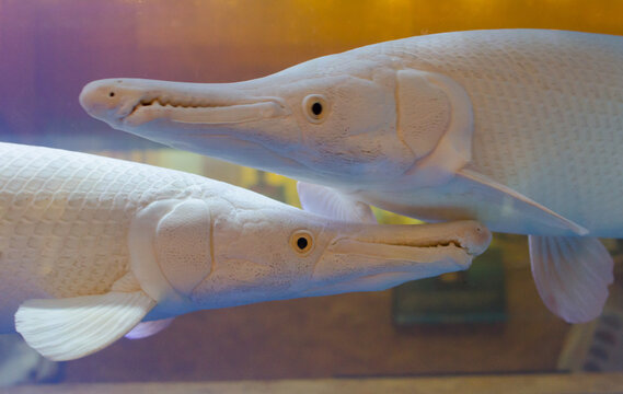 The face of White Albino alligator fish in a fish tank in close up.