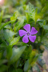 purple flowers in the garden