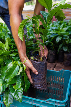Dwarf coffee plant seedling coffee plantation in Costa Rica 