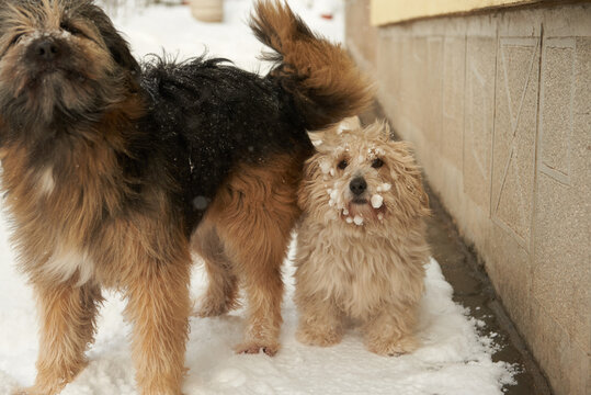 Dogs in the snow