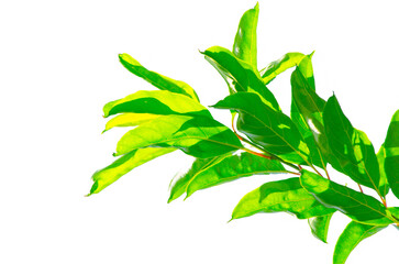 Beautiful fresh bunch of green Citharexylum Spinosum leaves isolated on white background.