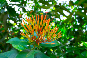 Beautiful lovely orange Ixora spike flower buds with it green leaves in a spring season at a botanical garden.