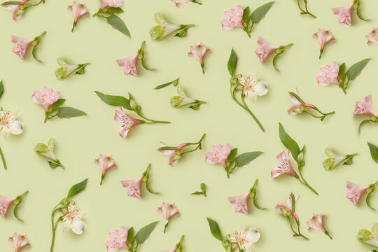 Seamless pattern of spring flowers of alstroemeria