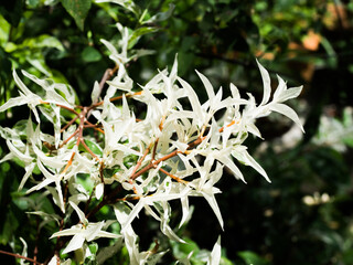 Beautiful white leaves of Wrightia religiosa Benth tree in a spring season at a botanical garden, in selective focus.