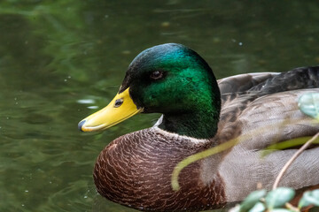 Green headed mallard duck close up shot with water background. 