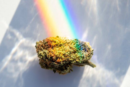 Marijuana Flower Bud