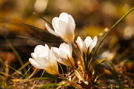 Crocus Miss Vain