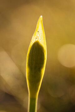 Daffodil Bud In Spathe