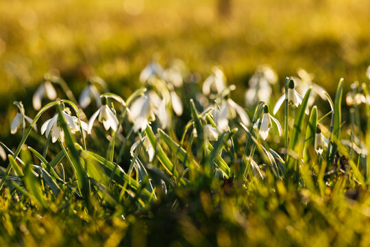 Snowdrops in the evening